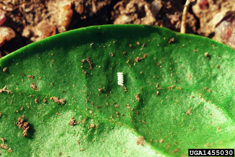 Spinach leafminer eggs